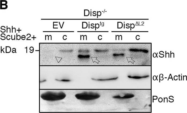 Detection of Sonic Hedgehog/Shh N-Terminus by Western Blot