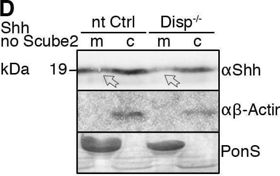 Detection of Sonic Hedgehog/Shh N-Terminus by Western Blot