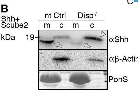 Detection of Sonic Hedgehog/Shh N-Terminus by Western Blot