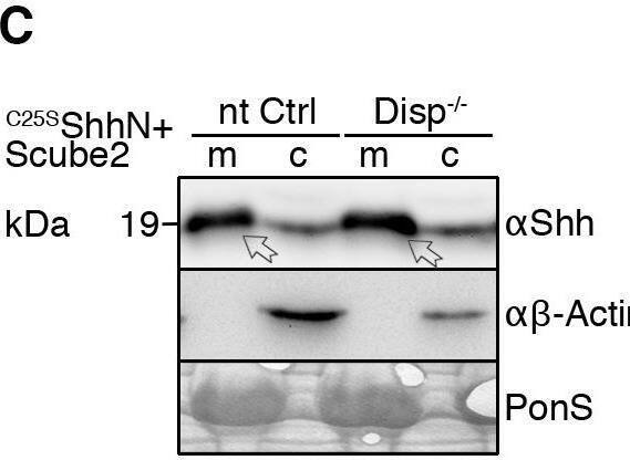 Detection of Sonic Hedgehog/Shh N-Terminus by Western Blot