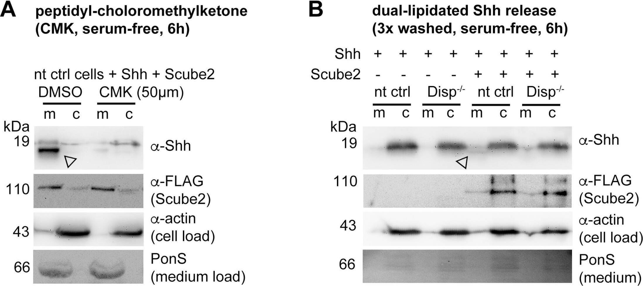 Detection of Human Sonic Hedgehog/Shh N-Terminus by Western Blot