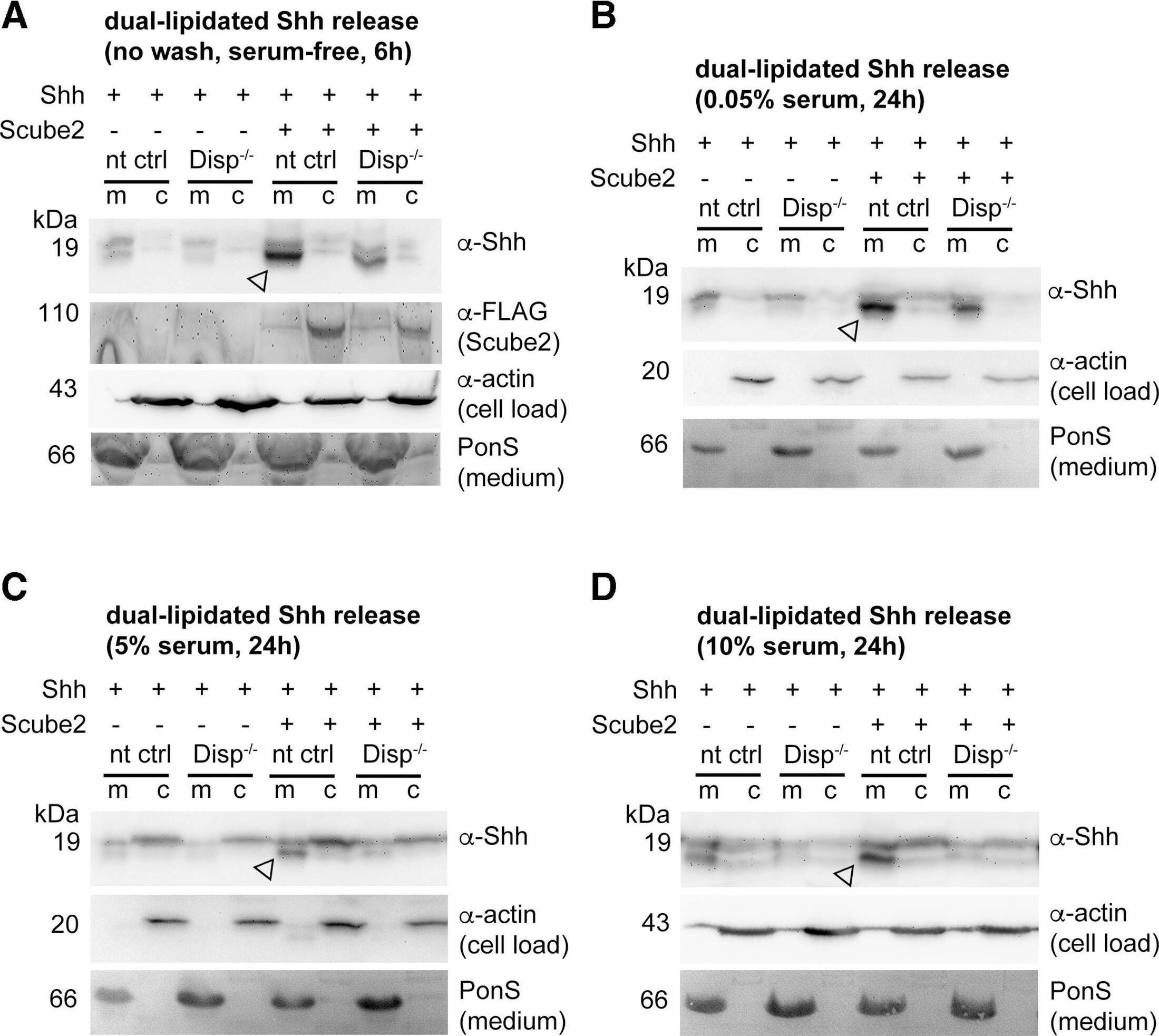 Detection of Human Sonic Hedgehog/Shh N-Terminus by Western Blot