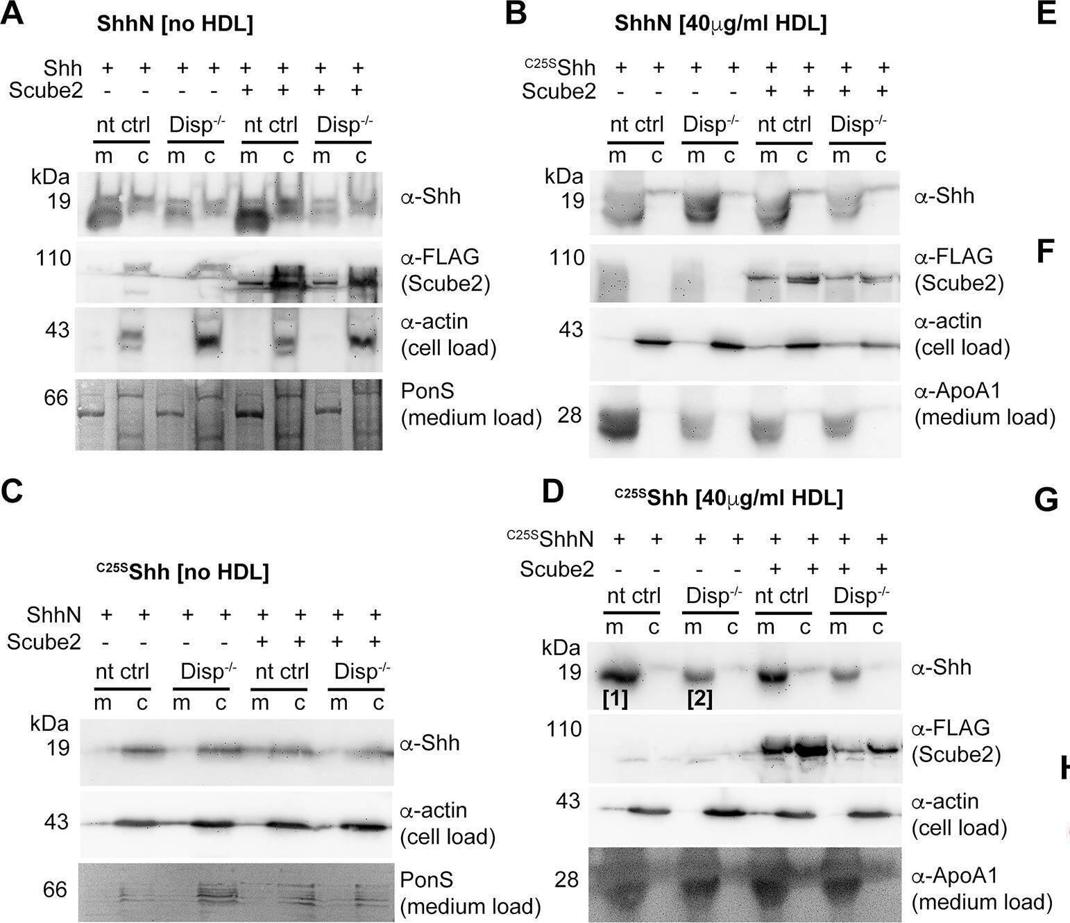 Detection of Human Sonic Hedgehog/Shh N-Terminus by Western Blot