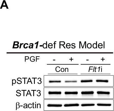 Detection of PlGF-2 by Western Blot