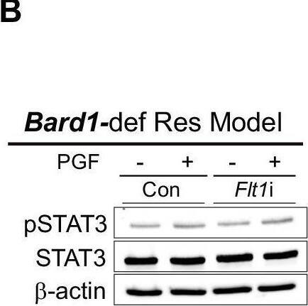 Detection of PlGF-2 by Western Blot
