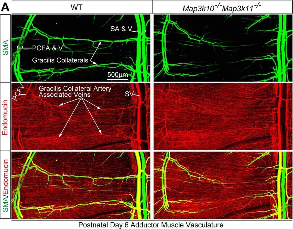 Detection of Mouse Endomucin/Mucin -14 by Immunocytochemistry/Immunofluorescence