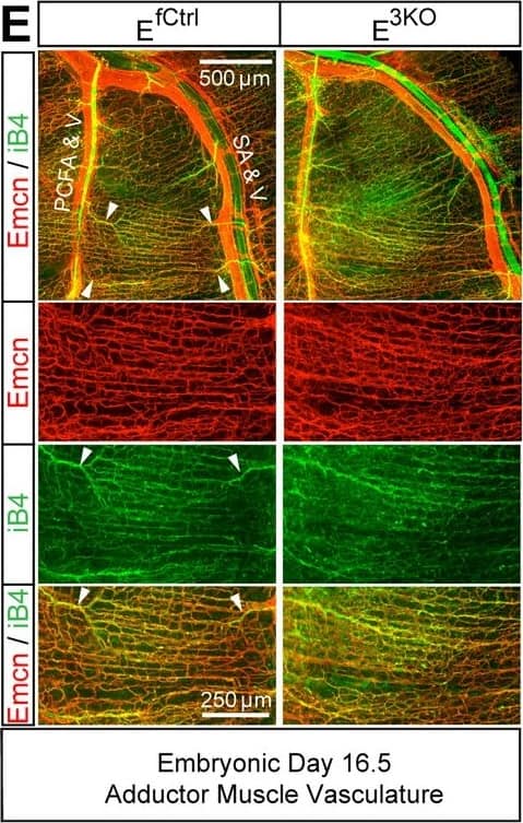 Detection of Mouse Endomucin/Mucin -14 by Immunocytochemistry/Immunofluorescence