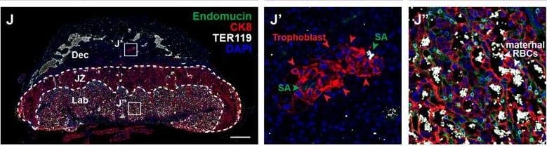 Detection of Mouse Endomucin/Mucin -14 by Immunohistochemistry