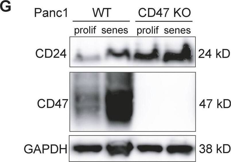 Detection of Human CD47 by Western Blot