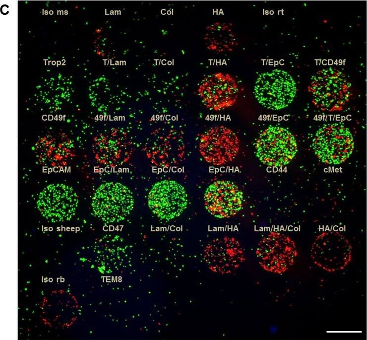 Detection of Human CD47 by Immunocytochemistry/Immunofluorescence