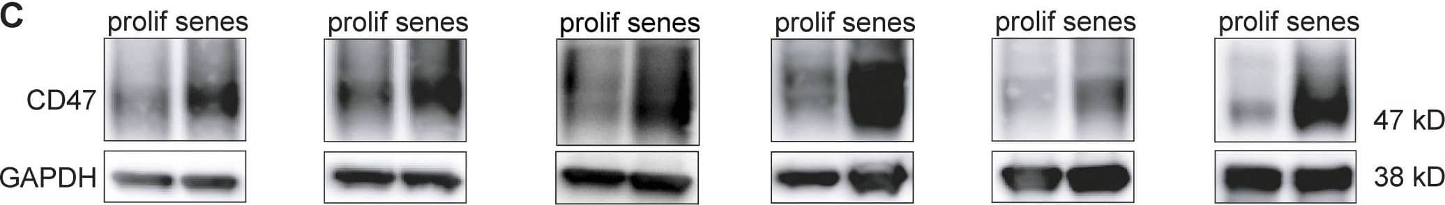 Detection of Human CD47 by Western Blot