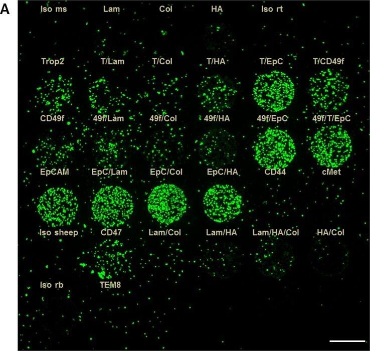 Detection of Human CD47 by Immunocytochemistry/Immunofluorescence