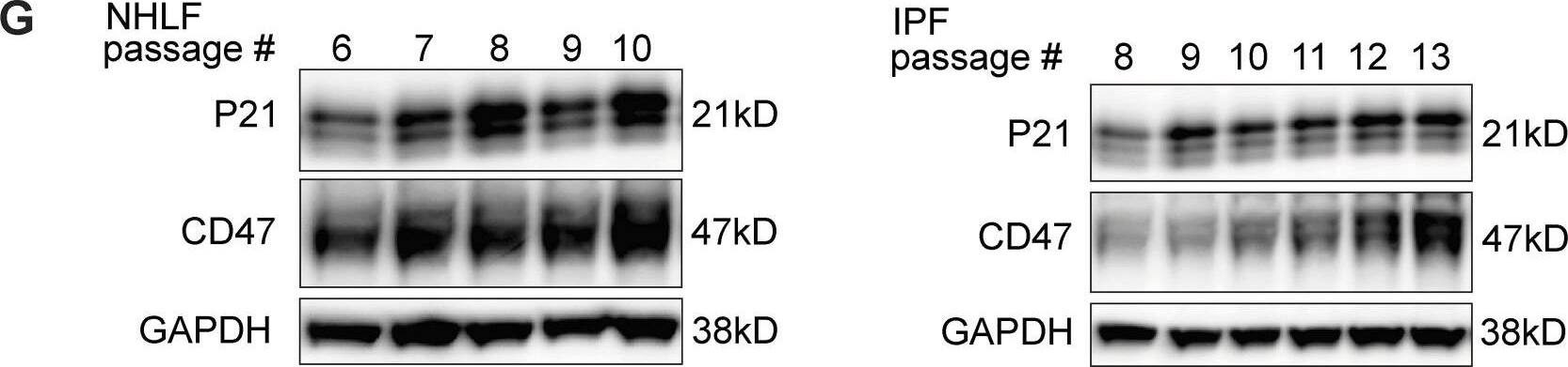 Detection of Human CD47 by Western Blot