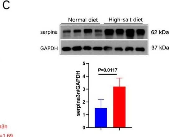 Detection of Mouse Serpin A3N by Western Blot