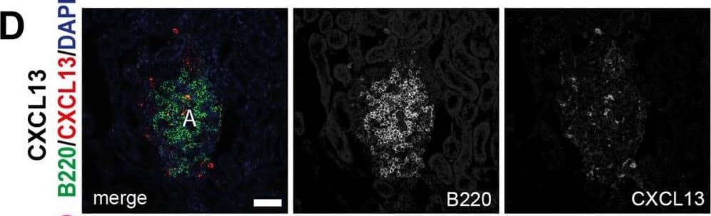 Detection of Mouse CXCL13/BLC/BCA-1 by Immunohistochemistry