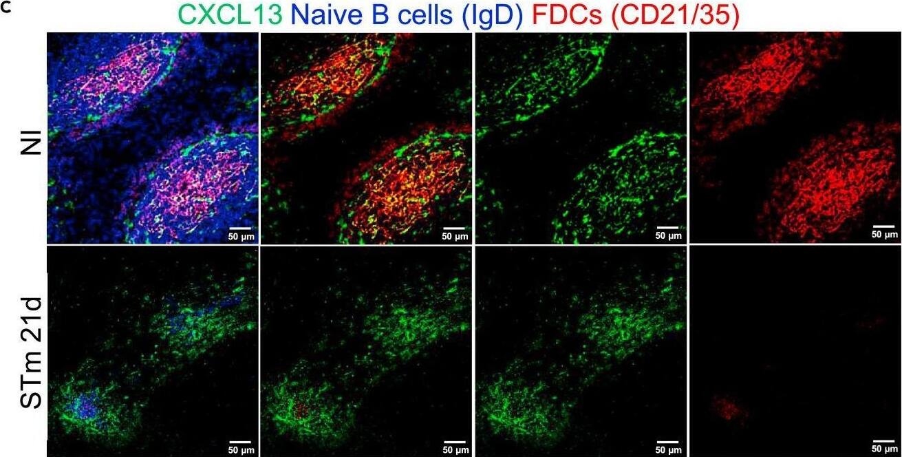 Detection of Mouse CXCL13/BLC/BCA-1 by Immunocytochemistry/ Immunofluorescence