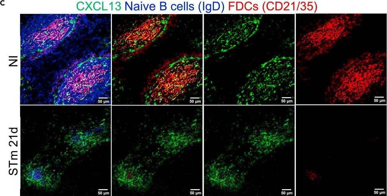 Detection of Mouse CXCL13/BLC/BCA-1 by Immunocytochemistry/ Immunofluorescence