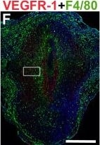 Detection of Mouse Mouse VEGFR1/Flt-1 Antibody by Immunohistochemistry