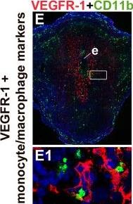 Detection of Mouse Mouse VEGFR1/Flt-1 Antibody by Immunohistochemistry
