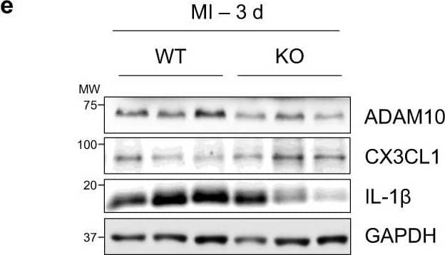 Detection of Mouse CX3CL1/Fractalkine by Western Blot