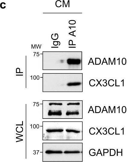 Detection of Mouse CX3CL1/Fractalkine by Western Blot