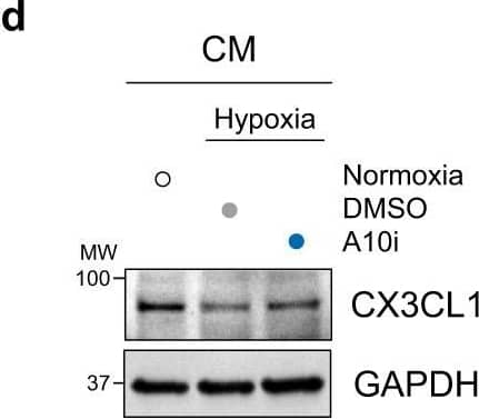 Detection of Mouse CX3CL1/Fractalkine by Western Blot