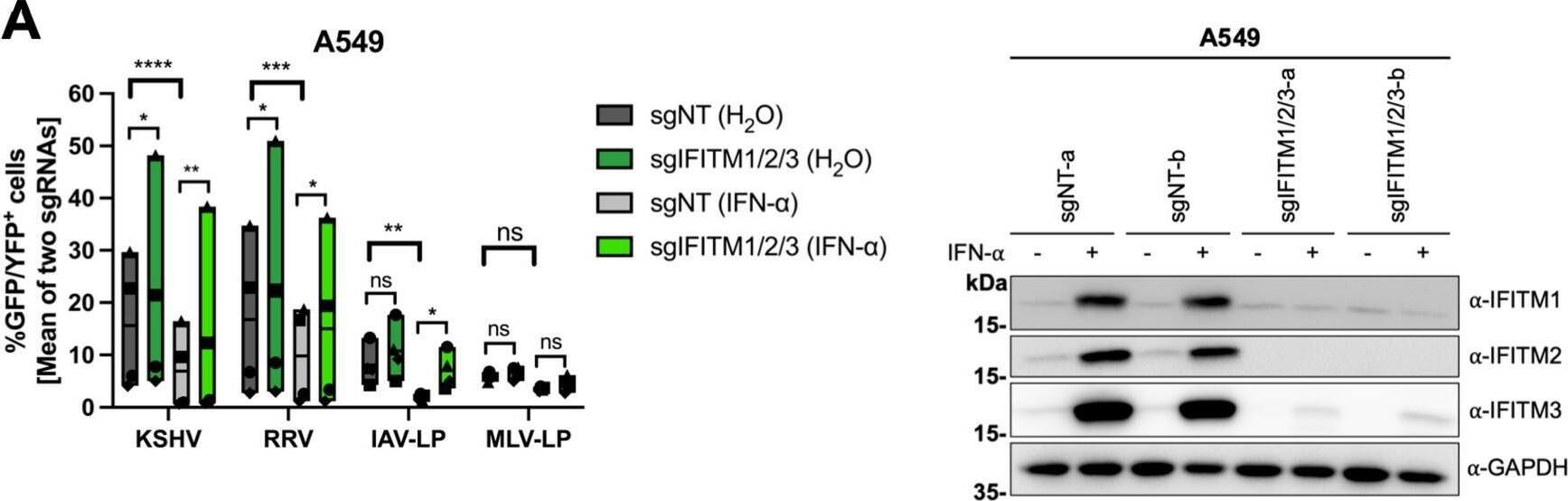 Detection of IFITM1 by Western Blot