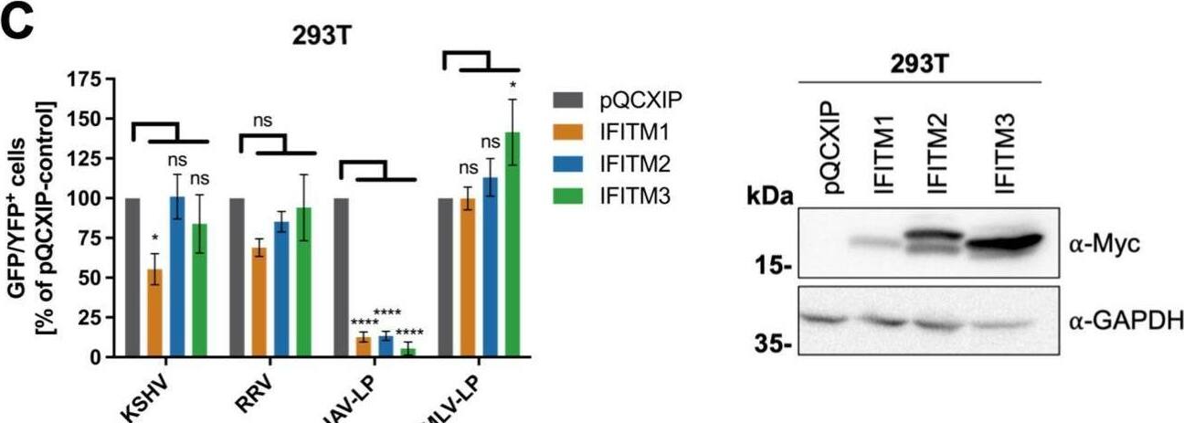 Detection of IFITM1 by Western Blot