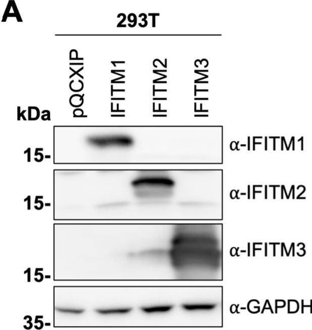 Detection of IFITM1 by Western Blot