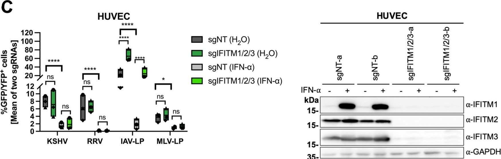 Detection of IFITM1 by Western Blot