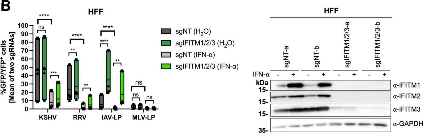Detection of IFITM1 by Western Blot