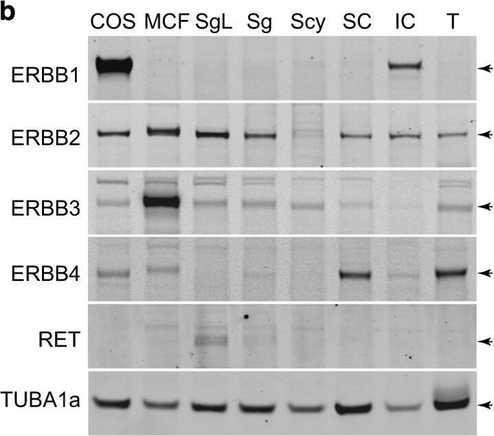Detection of Porcine Ret by Western Blot