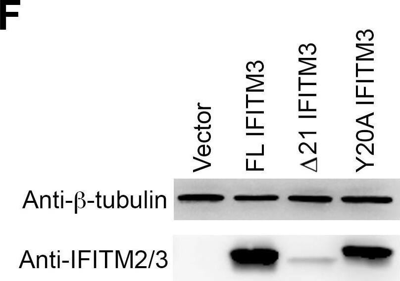 Detection of IFITM2/IFITM3 by Western Blot