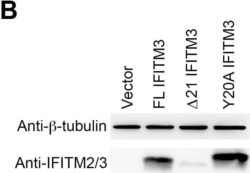 Detection of IFITM2/IFITM3 by Western Blot