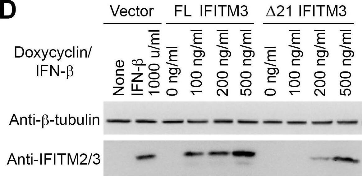 Detection of IFITM2/IFITM3 by Western Blot