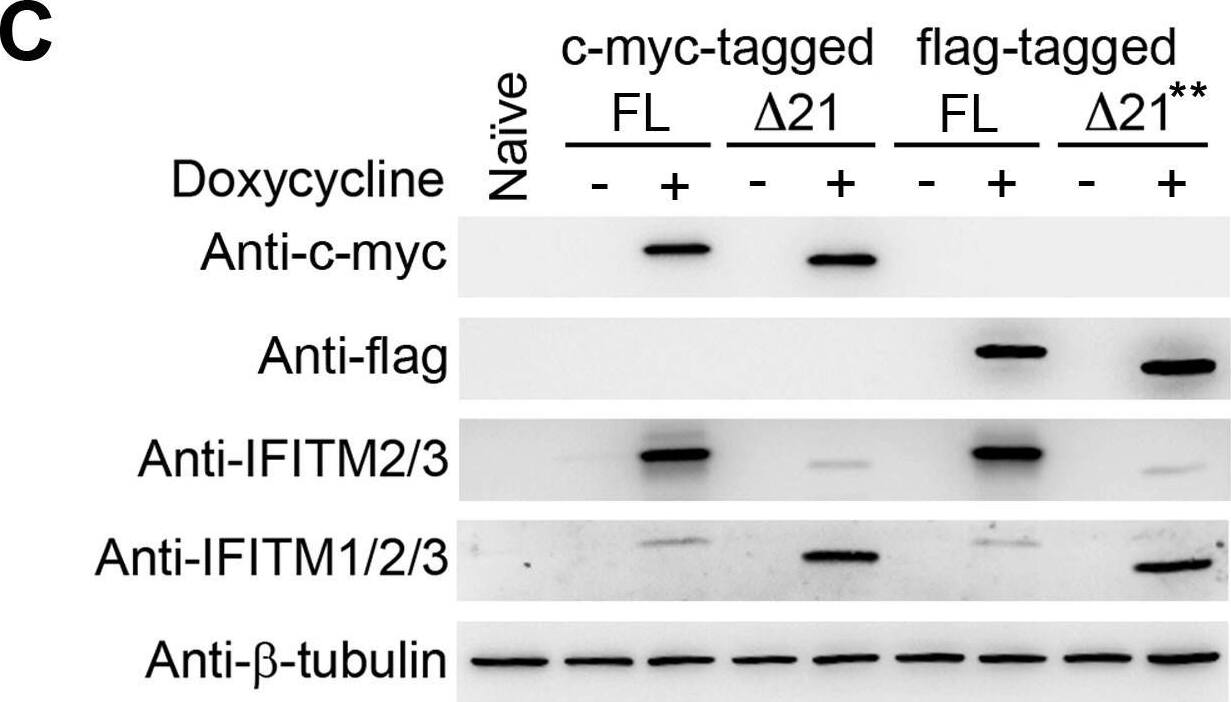 Detection of IFITM2/IFITM3 by Western Blot