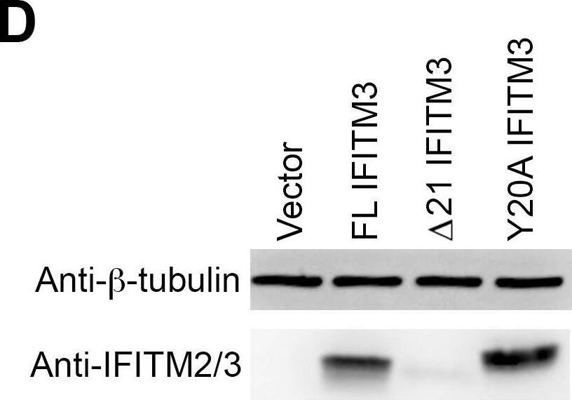 Detection of IFITM2/IFITM3 by Western Blot