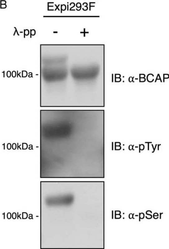 Detection of Human BCAP/PIK3AP1 by Western Blot