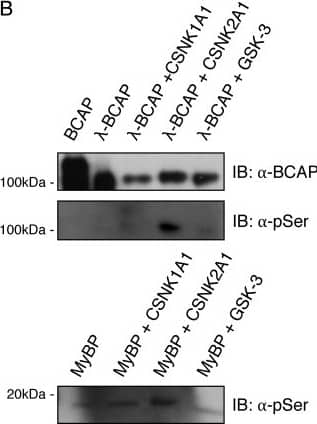 Detection of Human BCAP/PIK3AP1 by Western Blot