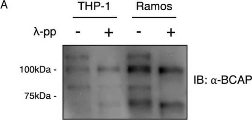Detection of Human BCAP/PIK3AP1 by Western Blot