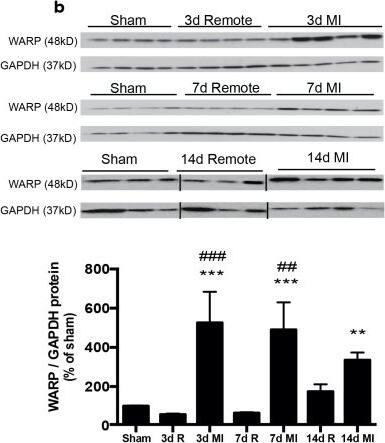 Detection of Mouse WARP/VWA1 by Western Blot