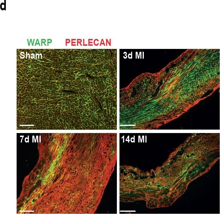 Detection of Mouse WARP/VWA1 by Immunocytochemistry/Immunofluorescence
