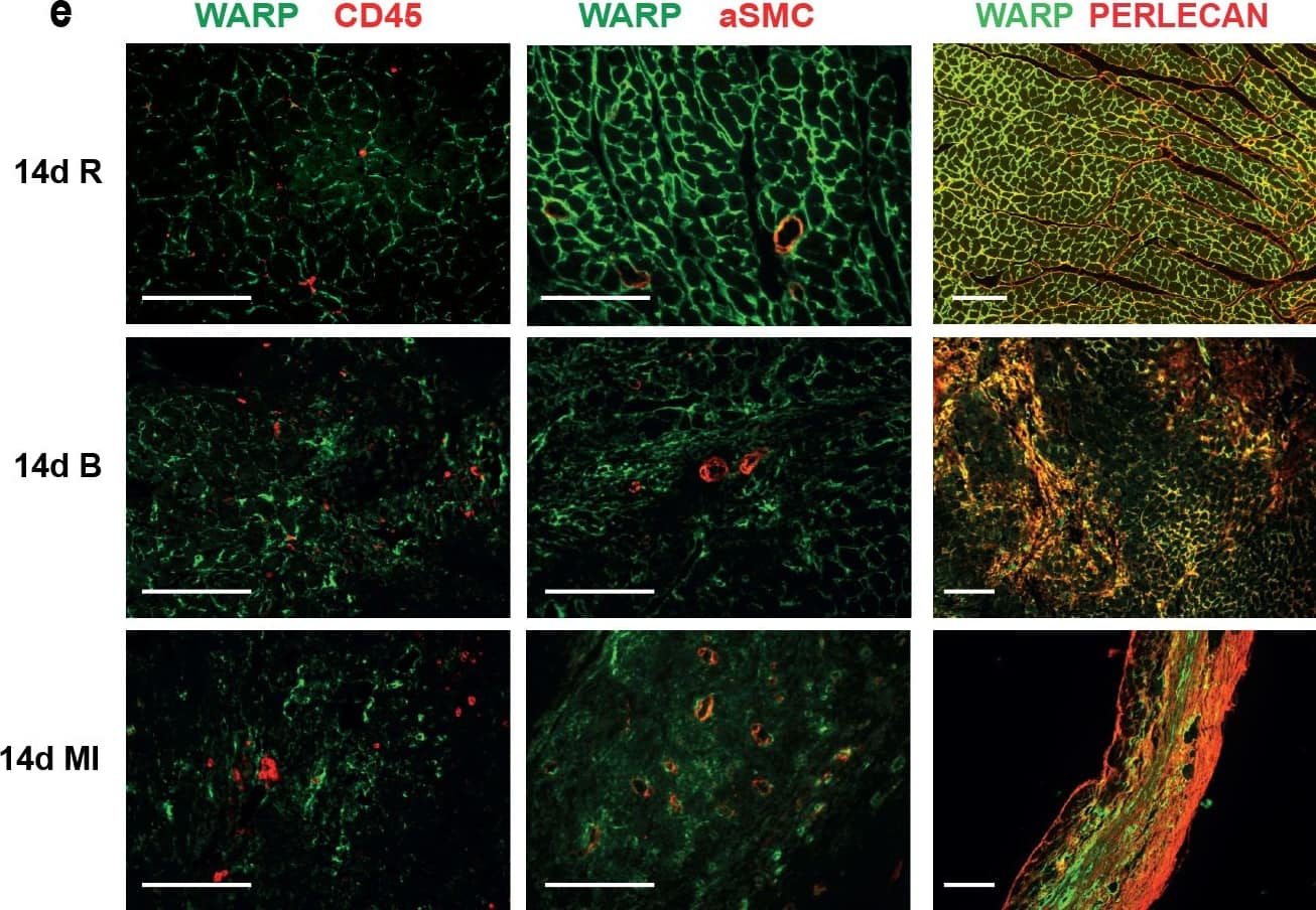 Detection of Mouse WARP/VWA1 by Immunocytochemistry/Immunofluorescence