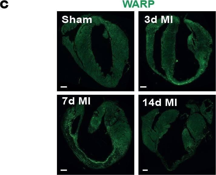 Detection of Mouse WARP/VWA1 by Immunocytochemistry/Immunofluorescence