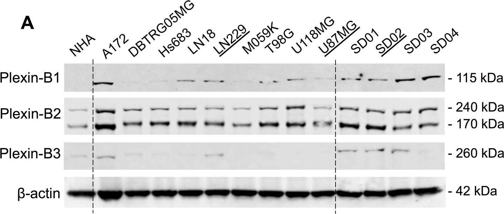 Detection of Plexin B3 by Western Blot