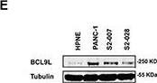 Detection of Bcl9-2 by Western Blot