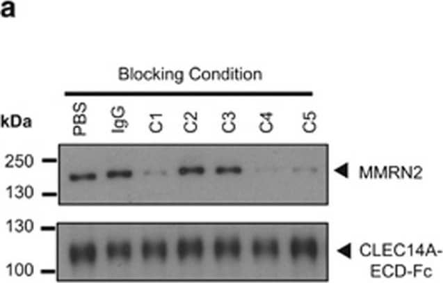 Detection of Human CLEC14A by Western Blot