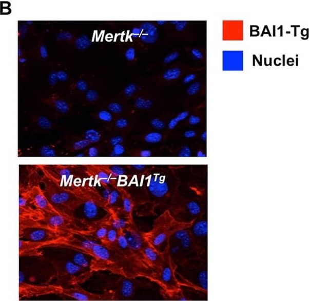 Detection of Mouse BAI1 by Immunocytochemistry/Immunofluorescence