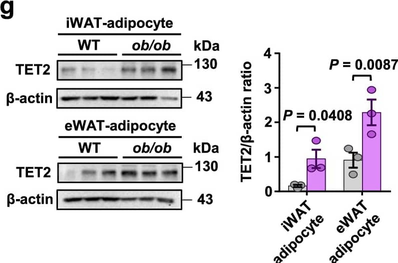 Detection of Mouse Leptin/OB by Western Blot