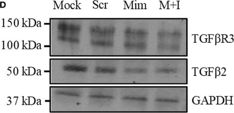 Detection of Mouse TGF-beta RIII by Western Blot